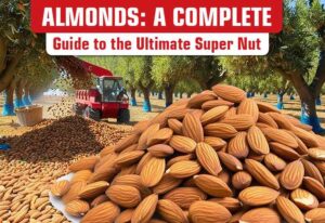 Buy Premium Salted Mixed Nuts, Almonds, Pistachio, Peanuts, Cashew Online in UAE, Dubai, Sharjah