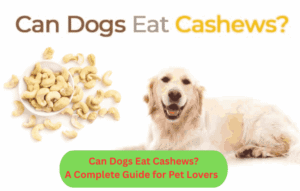 Can Dogs Eat Cashews? A Complete Guide for Pet Lovers