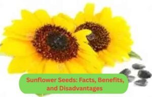 Sunflower Seeds: Facts, Benefits, and Disadvantages