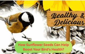 How Sunflower Seeds Can Help Boost Your Bird's Health?