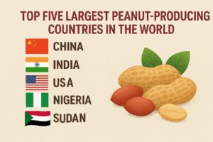 3. Top Five Largest Peanut-Producing Countries in the World: An Overview