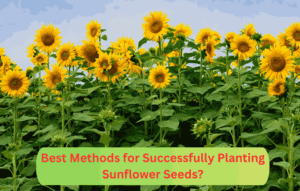 What Are the Best Methods for Successfully Planting Sunflower Seeds?