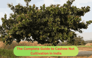 The Complete Guide to Cashew Nut Cultivation in India