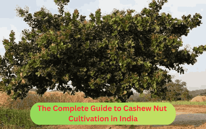 The Complete Guide to Cashew Nut Cultivation in India
