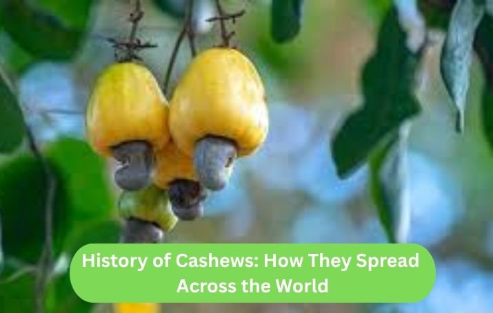 History of Cashews: Their Journey Across the World
