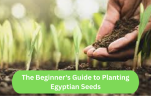 The Beginner's Guide to Planting Egyptian Seeds