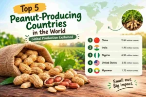 Top 5 Peanut-Producing Countries in the World: Global Production Explained